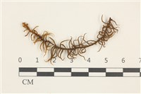 藏品(闊葉虫毛蘚)的圖片