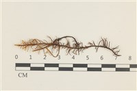 藏品(蟲毛蘚)的圖片