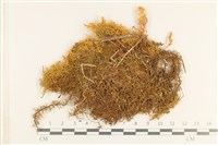 藏品(毛羽蘚)的圖片