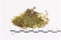 藏品(大灰氣蘚)的圖片