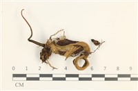 藏品(鞭枝懸蘚)的圖片