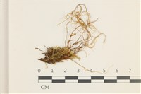 藏品(多疣懸蘚)的圖片