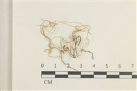 藏品(鞭枝懸蘚)的圖片