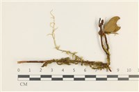 藏品(絨毛懸蘚)的圖片