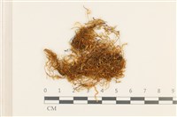 藏品(四川懸蘚)的圖片