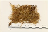 藏品(四川懸蘚)的圖片