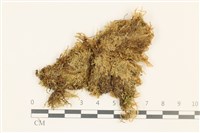 藏品(鞭枝懸蘚)的圖片