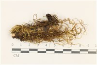 藏品(四川懸蘚)的圖片