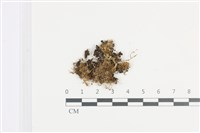 藏品(鈍角頂苞苔)的圖片