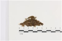 藏品(鈍角頂苞苔)的圖片