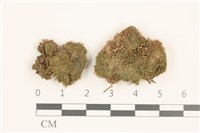 藏品(小睫毛苔)的圖片