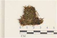 藏品(沼生護蒴苔)的圖片