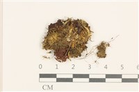 藏品(三角葉護蒴苔)的圖片
