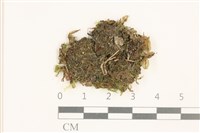 藏品(雙齒護蒴苔)的圖片