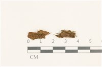 藏品(鈍葉護蒴苔)的圖片