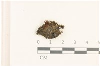 藏品(直瓣大萼苔)的圖片