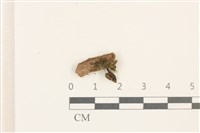 藏品(鈍瓣大萼苔)的圖片