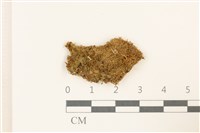 藏品(大萼苔科)的圖片