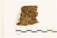 藏品(短瓣大萼苔)的圖片