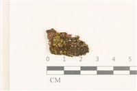 藏品(挺枝擬大萼苔)的圖片