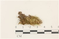 藏品(淡色克氏苔)的圖片