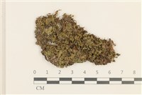 藏品(短托柄花萼苔)的圖片