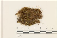 藏品(細鱗苔)的圖片