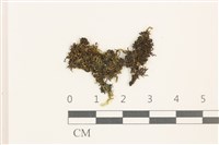 藏品(鰓葉苔)的圖片