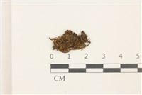 藏品(鰓葉苔)的圖片