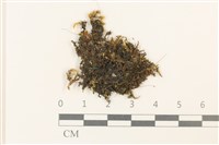 藏品(瓦葉唇鱗苔)的圖片