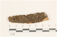 藏品(細鱗苔科)的圖片