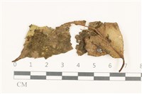 藏品(齒邊疣鱗苔)的圖片