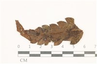 藏品(小疣鱗苔)的圖片