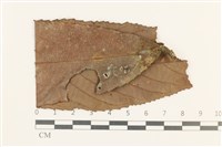 藏品(虎齒疣鱗苔)的圖片