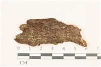 藏品(虎齒疣鱗苔)的圖片