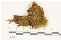 藏品(小挺葉苔)的圖片