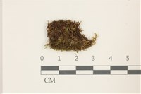 藏品(挺葉苔)的圖片