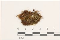 藏品(裸莖鞭苔)的圖片