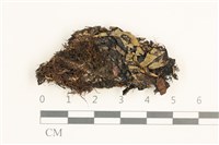 藏品(裂葉鞭苔)的圖片