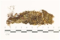 藏品(毛擬叉苔)的圖片