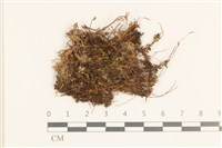 藏品(卷葉仙鶴蘚)的圖片