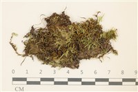 藏品(尖葉仙鶴蘚)的圖片