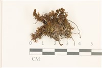 藏品(大仙鶴蘚)的圖片