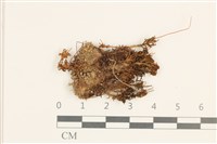 藏品(仙鶴蘚)的圖片