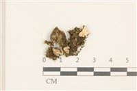 藏品(兜葉花葉蘚)的圖片