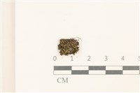 藏品(劍葉花葉蘚)的圖片