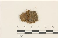 藏品(斜葉蘆薈蘚)的圖片