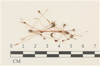 藏品(斜葉蘆薈蘚)的圖片