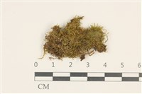 藏品(卷葉叢本蘚)的圖片