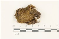 藏品(扭葉叢本蘚)的圖片